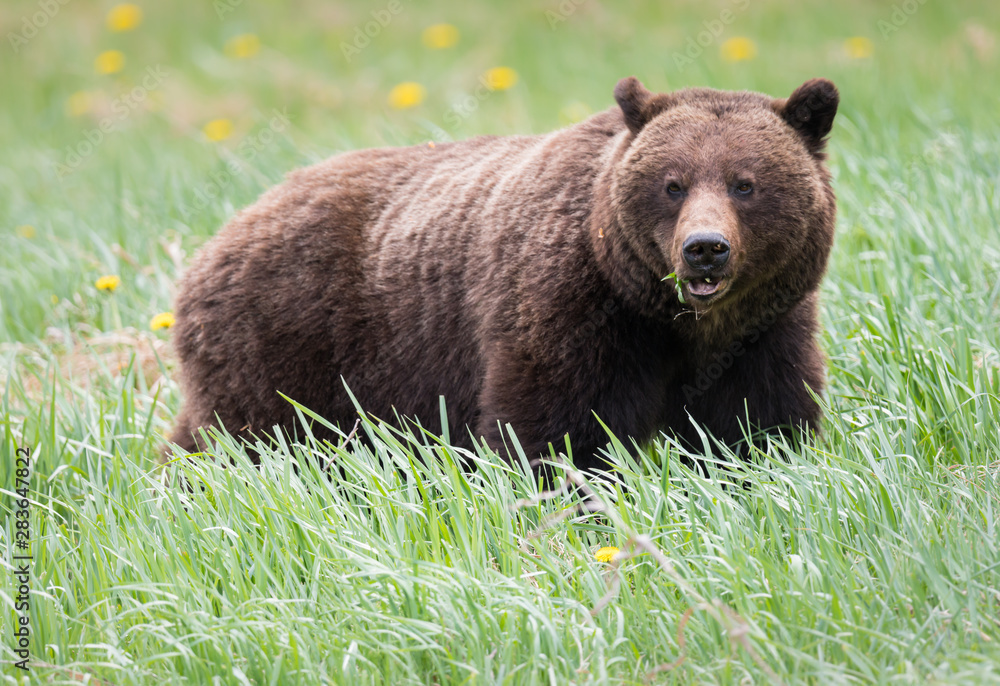 Grizzly bears during mating season in the wild