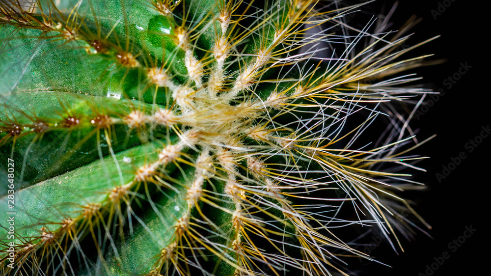 closeup of green cactus with sharp spikes closeup of green cactus with sharp spikes