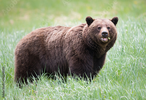 Grizzly bears during mating season in the wild