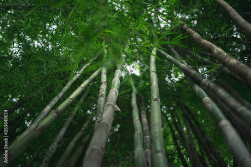 Fresh green bamboo and beautiful bokeh in the forest