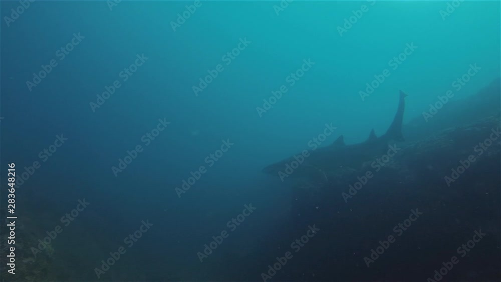 Sand Tiger Shark Or Grey Nurse Shark Swimming Overhead In Deep Blue Sea. Shark Silhouette With Sunlit Sea Surface Background On Shark Dive In South Solitary Islands Australia Sand Tiger Shark Or Grey Nurse Shark Swimming Overhead In Deep Blue Sea. Shark Silhouette With Sunlit Sea Surface Background On Shark Dive In South Solitary Islands Australia