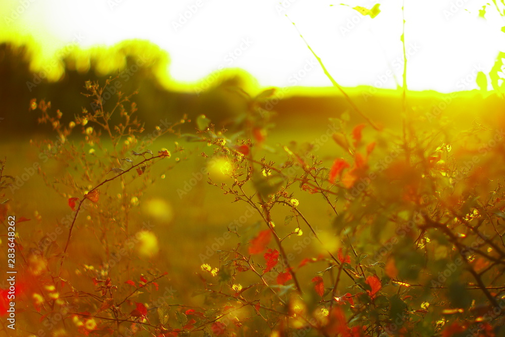 autumn leaves and glare of the setting sun autumn leaves and glare of the setting sun