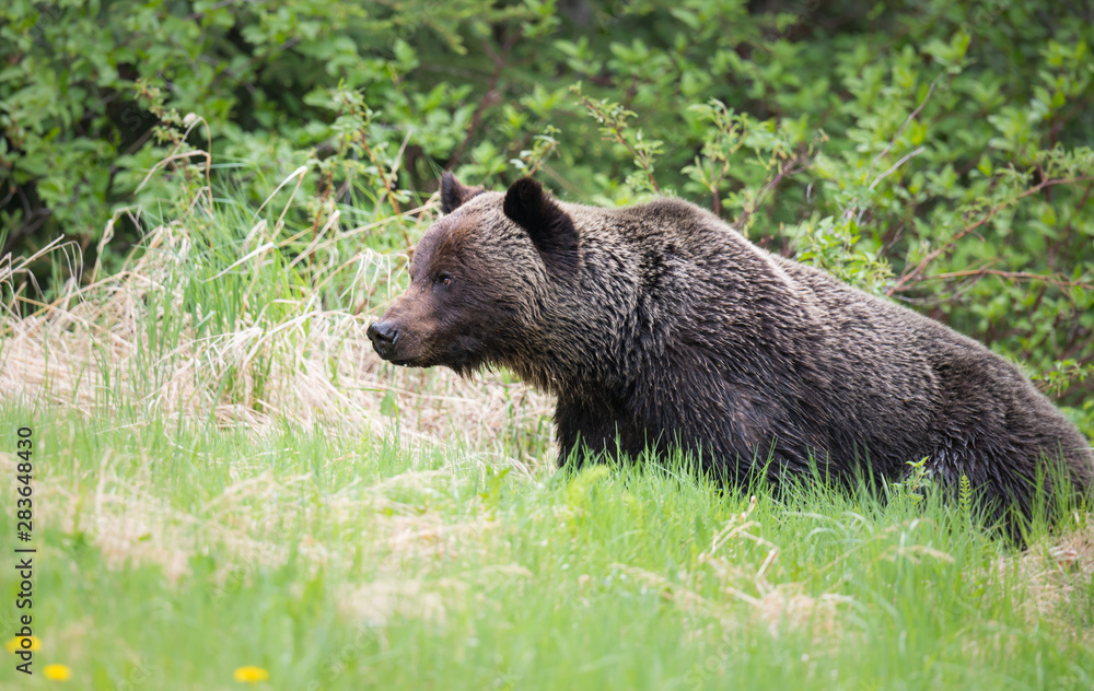 Fototapeta premium Grizzly bears during mating season in the wild