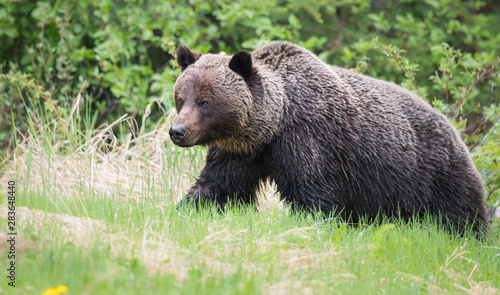 Canvas Print Grizzly bears during mating season in the wild