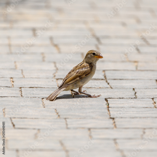 Portrait of the female sparrow © Vladimir Liverts