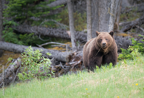 Obraz na płótnie Grizzly bears during mating season in the wild w salonie
