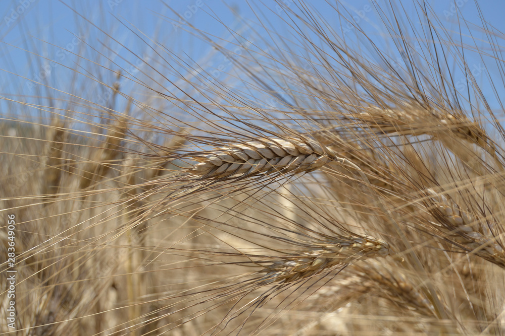 Fototapeta premium Field with ripe wheat, with an ear photographed closely.
