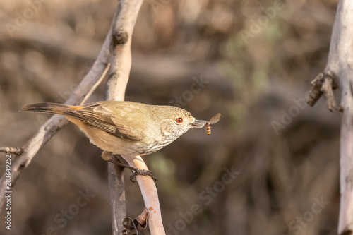 Inland Thornbill (Acanthiza apicalis) subspecies 