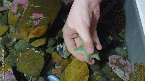 A grey and golden cushion starfish is picked up in a touch tank by a child’s hand photo