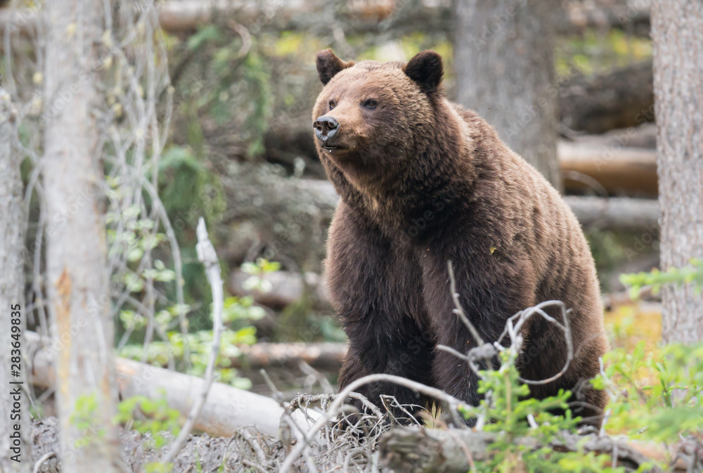 Grizzly bears during mating season in the wild Grizzly bears during mating season in the wild