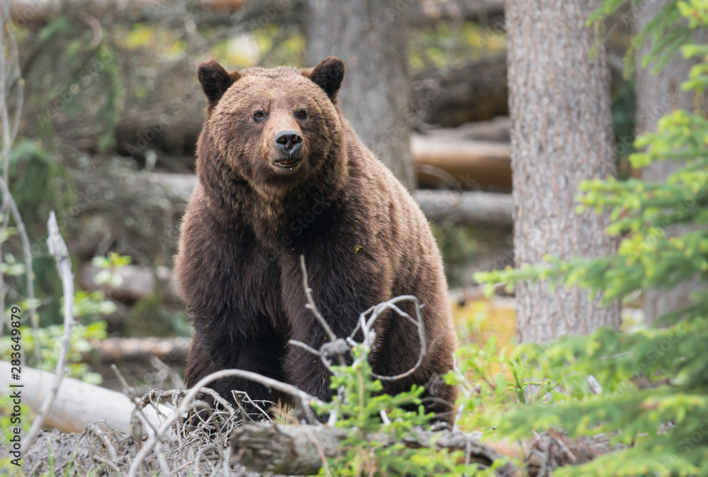 Fototapeta premium Grizzly bears during mating season in the wild