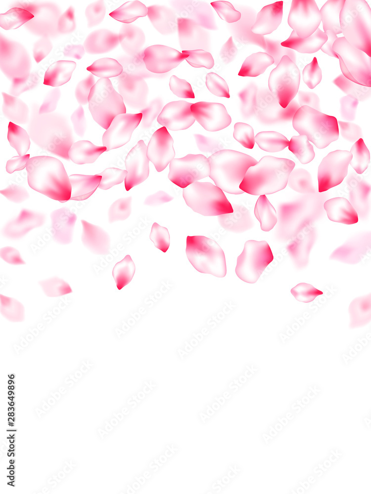 Pink sakura petals confetti flying and falling Pink sakura petals confetti flying and falling