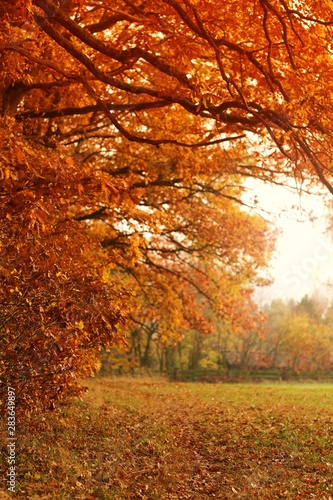 Autumn. Alley of autumn trees with orange foliage. Autumn blurred nature background.