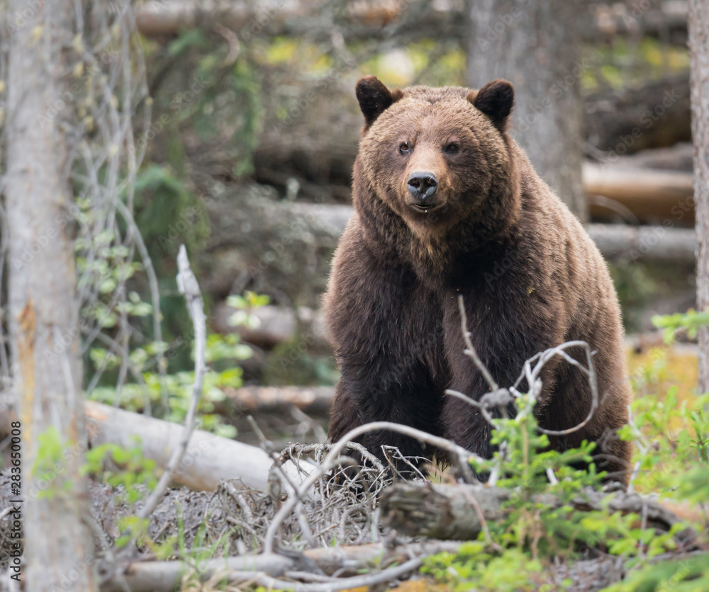 Grizzly bears during mating season in the wild