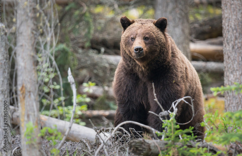 Grizzly bears during mating season in the wild