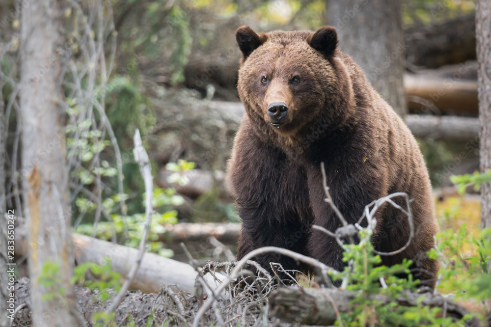 Grizzly bears during mating season in the wild Grizzly bears during mating season in the wild