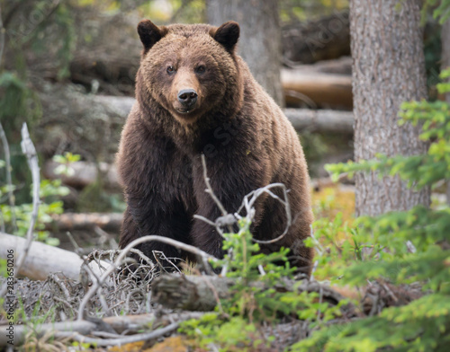 Grizzly bears during mating season in the wild