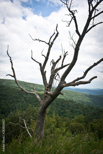 tree in mpuntains photo