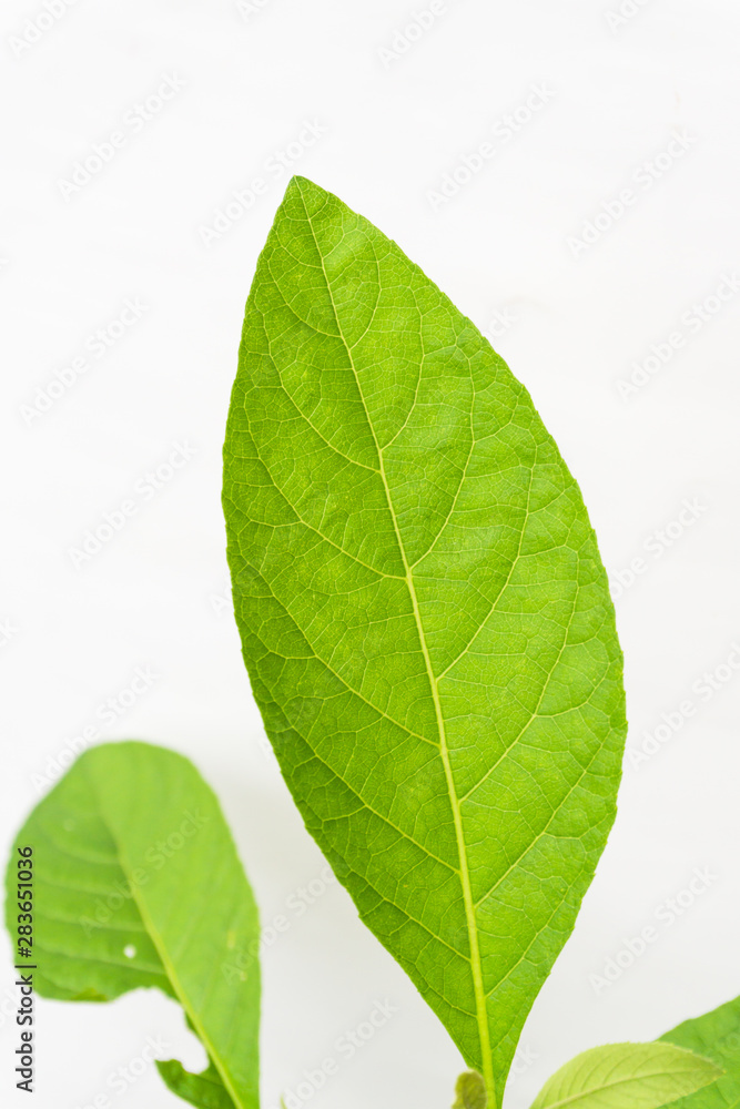 Gymnanthemum extensum leaves isolated on white background. Gymnanthemum extensum leaves isolated on white background.