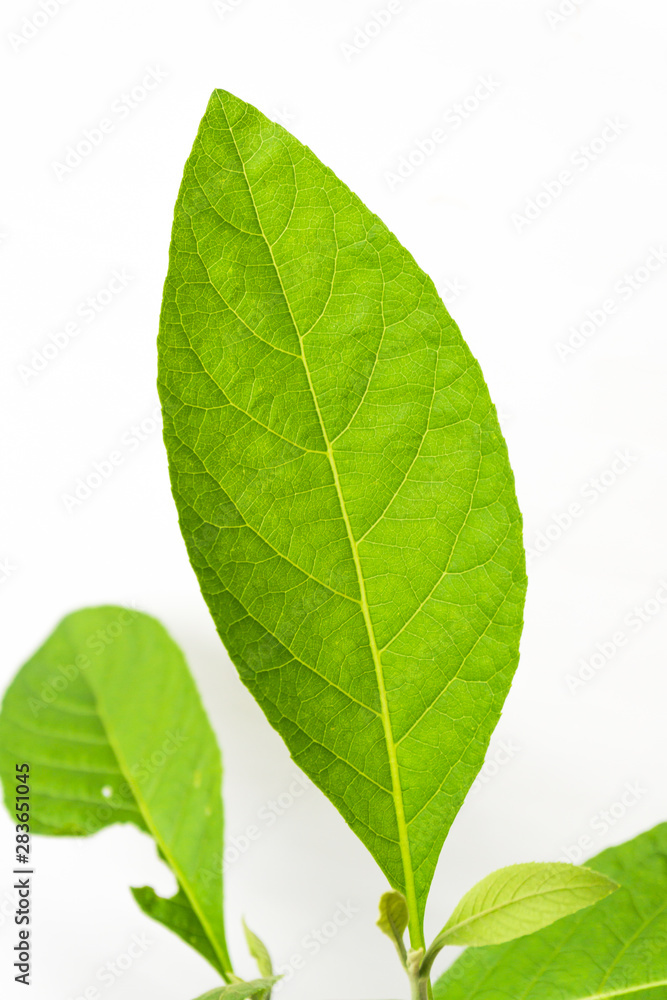 Gymnanthemum extensum leaves isolated on white background. Gymnanthemum extensum leaves isolated on white background.