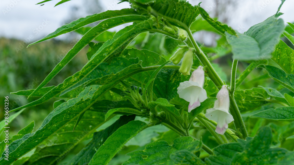 Obraz premium Sesame flower and seeds on tree. (Sesamum indicum plant)