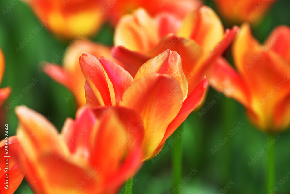 Red tulip, variety Apricot Emperor. Flower opened in the sun, Close-up. Concept Spring Red tulip, variety Apricot Emperor. Flower opened in the sun, Close-up. Concept Spring