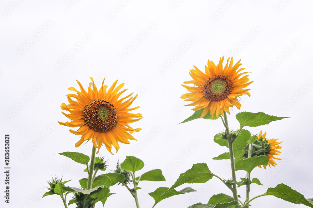 Colorful sunflowers field blooming with green leaf  in the morning at natural garden on white cloud sky background
