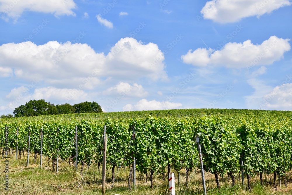 Beautiful Vineyard and Summer landscape (Perl, Germany 2019)