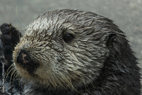 close up of a wet furry sea otter floating in water and looking at the camera