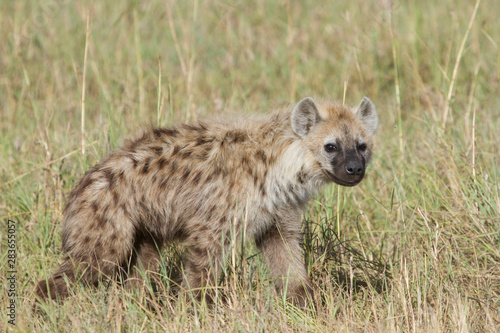 Young Spotted Hyena out of his Den