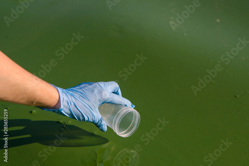 closeup of hand in glove is about ot take sample of green algae in water photo