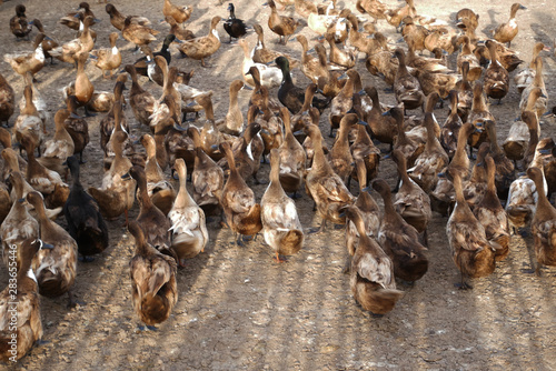 a lot of ducks on the ground field in local farm