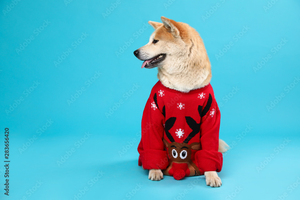 Cute Akita Inu dog in Christmas sweater on blue background. Space for text - obrazy, fototapety, plakaty 