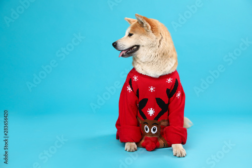 Cute Akita Inu dog in Christmas sweater on blue background. Space for text