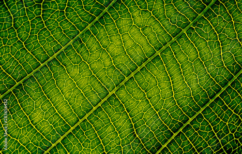 Close up of leaf veins