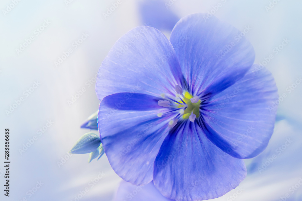 light photo of transparent, delicate petals of a blue flower of wild geranium on a light smoky background, close-up