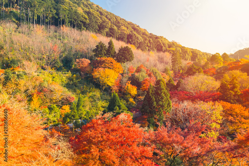 Japan Autumn mountain in Kyoto colourful forest most popular and beautiful travel location