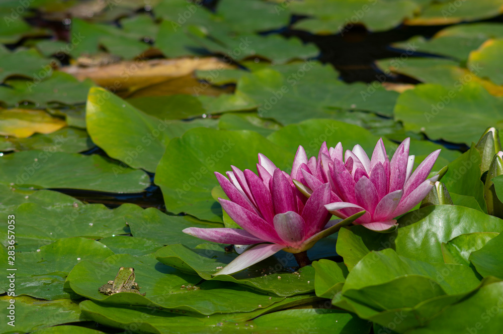 Beautiful blooming water lilies in a fountain with marsh frogs having sunbath on the leaf Beautiful blooming water lilies in a fountain with marsh frogs having sunbath on the leaf