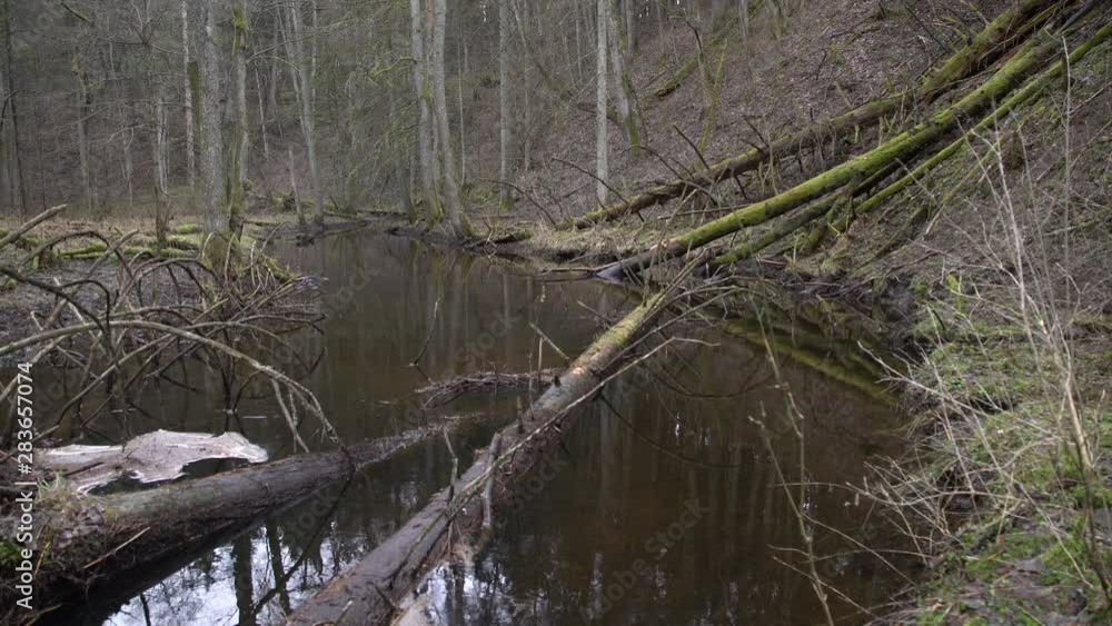 Narrow river flowing in an old grown forest. Old mossy trees fallen into the river, perfect spot for trout fishing Narrow river flowing in an old grown forest. Old mossy trees fallen into the river, perfect spot for trout fishing