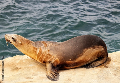 Injured Sea Lion with Fishing Lure Caught in Mouth at La Jolla Cove