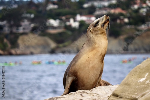 Injured Sea Lion with Fishing Lure Caught in Mouth at La Jolla Cove