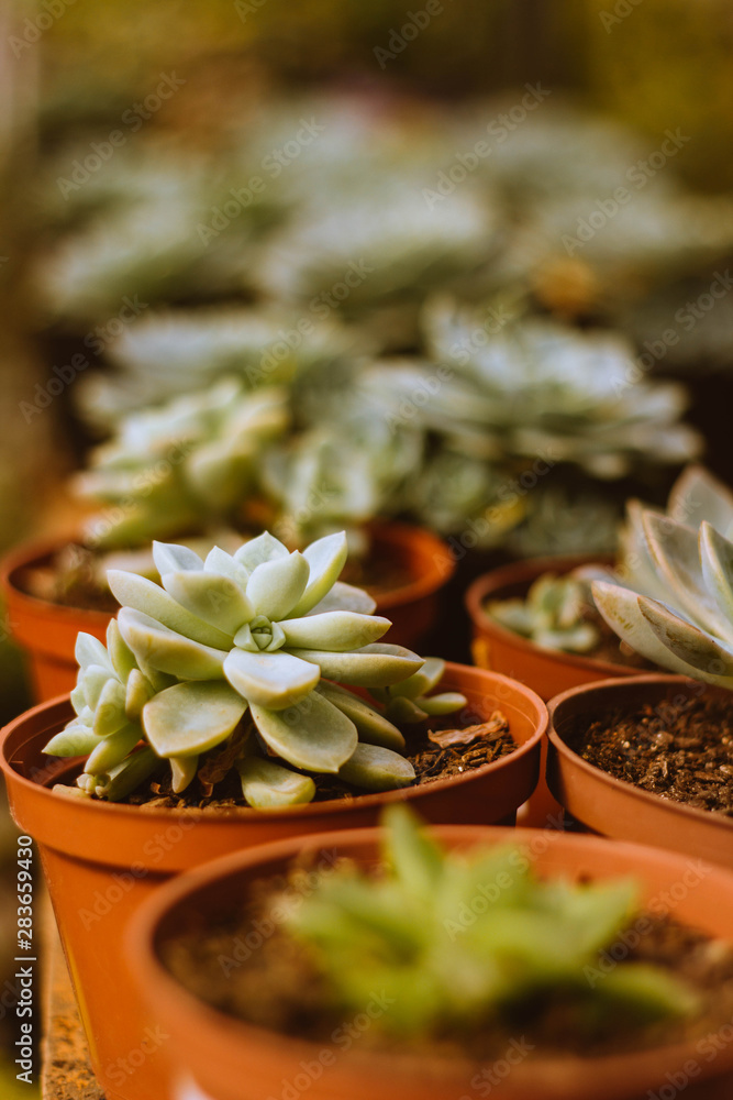 succulents succulents