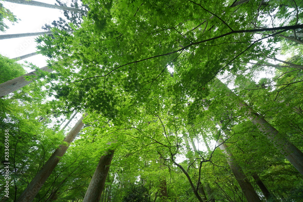 Obraz premium 竹林のお庭