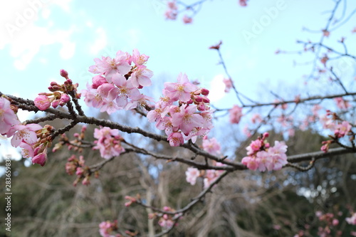 桜の花　 © acchity