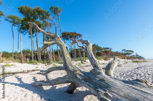 Old tree trunk lies on a sandy beach with dunes and cloudy sky