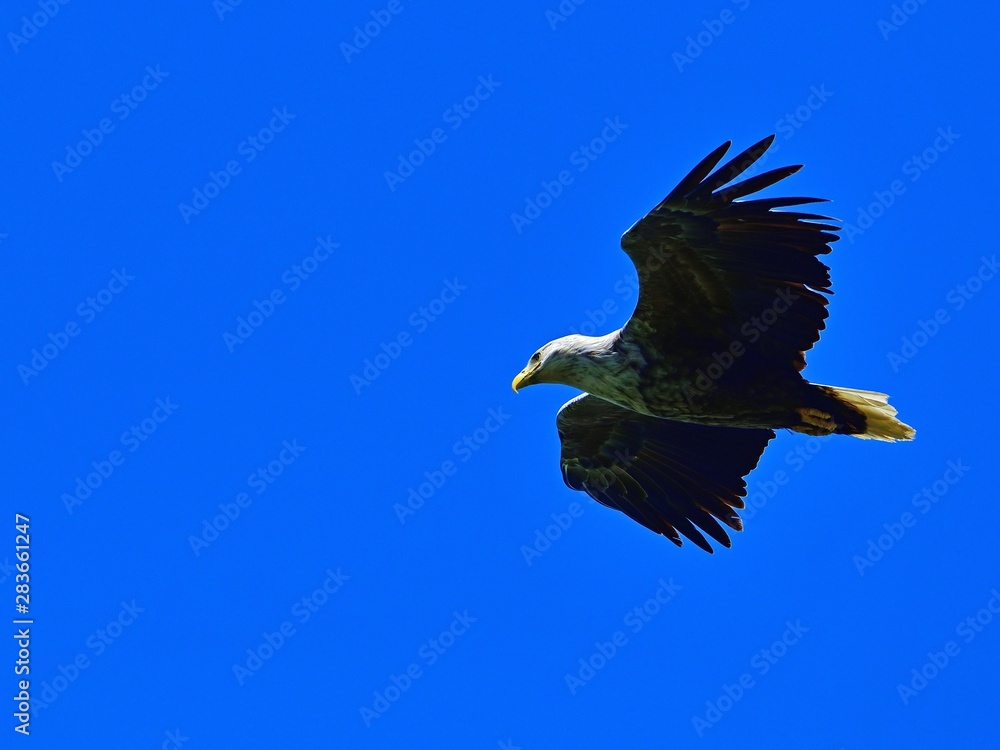 Obraz premium 青空バックに悠然と飛ぶオジロワシ