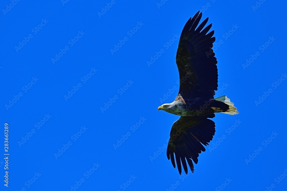 Obraz premium 青空バックに悠然と飛ぶオジロワシ