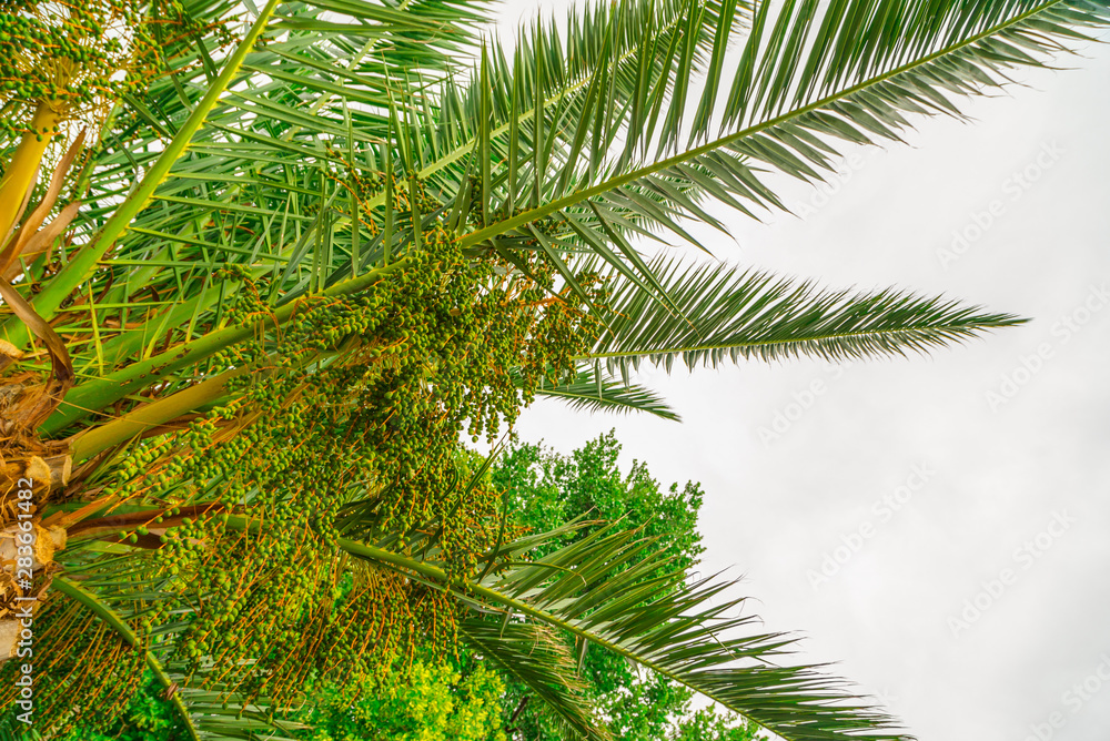 palm tree on the sea large leaves palm tree on the sea large leaves