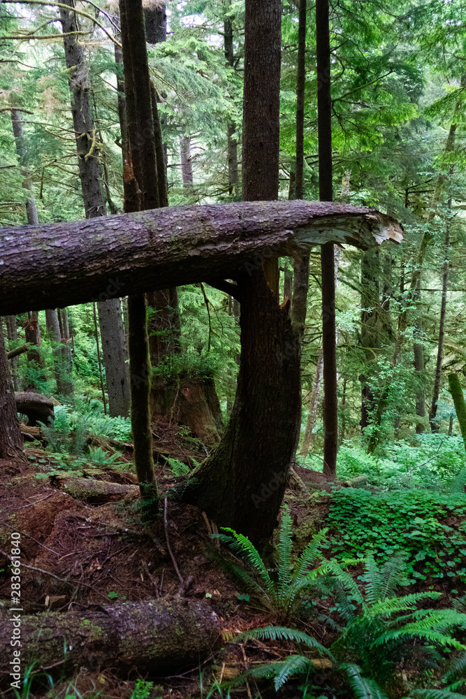 broken tree in forest broken tree in forest