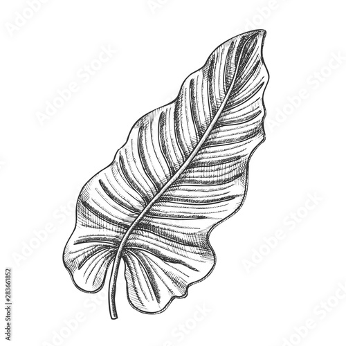 Philodendron Melanochrysum Leaf Hand Drawn Vector. Araceae Family Exotic Flowering Houseplant Leaf. Element Of Beautiful Nature Botanical Herb Designed In Retro Style Black And White Illustration